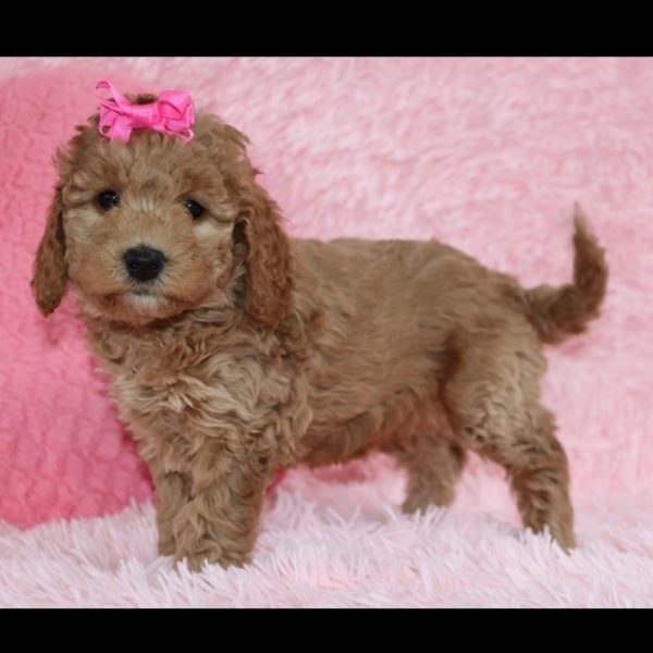 F1b Mini Goldendoodle Puppy for Sale