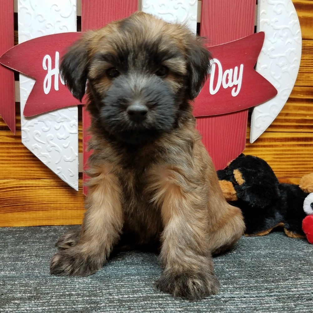 how many puppies can soft coated wheaten terrier give birth to