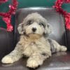 F1 Mini Sheepadoodle Puppy for Sale