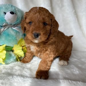 F1b Mini Bernedoodle Puppy for Sale