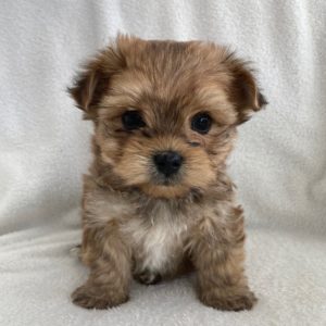 Morkie Puppy for Sale