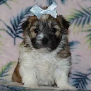 Havanese Puppy for Sale