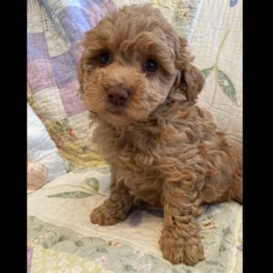 trading post toy cavoodle