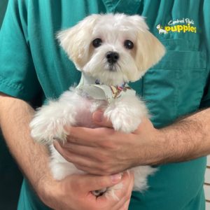 Maltese Puppy for Sale
