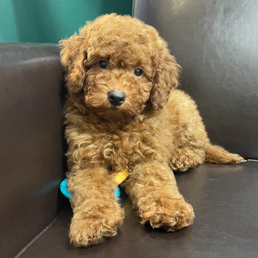 f1b mini goldendoodle puppies for sale near me