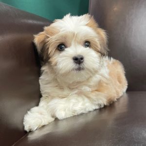Havanese Puppy for Sale