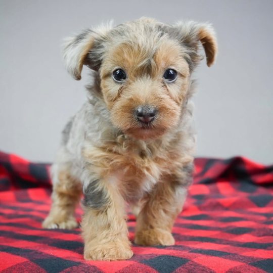 Yorkiepoo Puppy for Sale