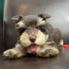 Miniature Schnauzer Puppy for Sale
