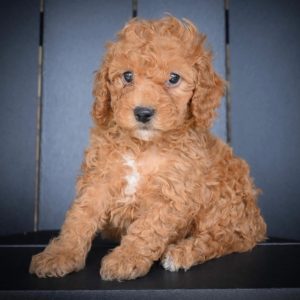 F1bb Cockapoo Puppy for Sale