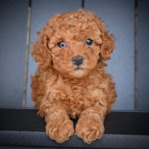 F1bb Cockapoo Puppy for Sale