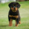 Rottweiler Puppy for Sale