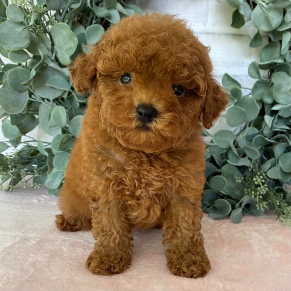 Toy Poodle Puppy for Sale