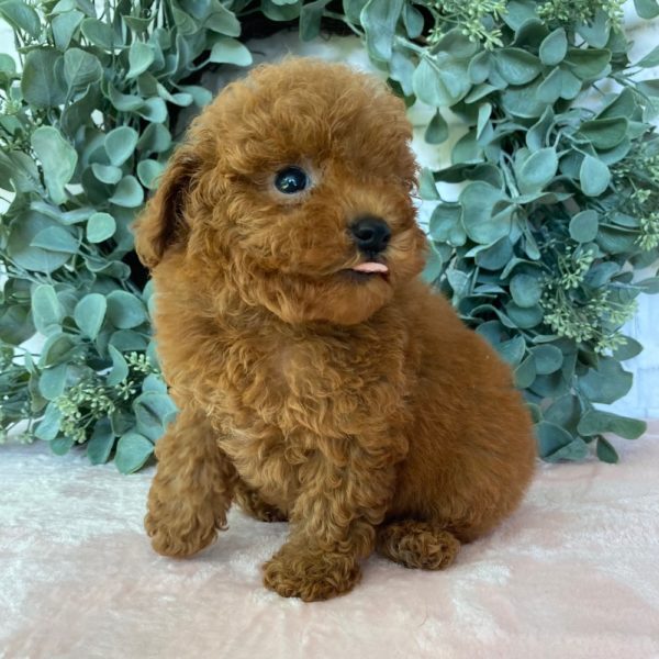 Toy Poodle Puppy for Sale