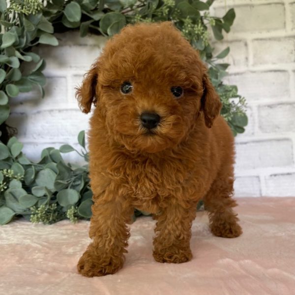 Toy Poodle Puppy for Sale