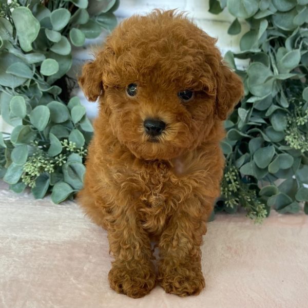 Toy Poodle Puppy for Sale