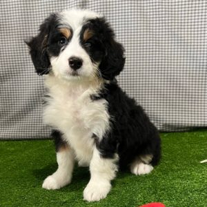 F1 Mini Bernedoodle Puppy for Sale