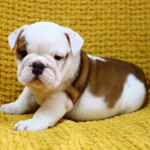 English Bulldog Puppy for Sale
