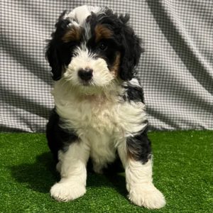 F1 Mini Bernedoodle Puppy for Sale