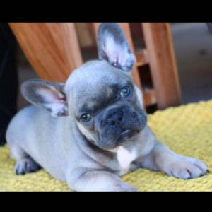 French Bulldog Puppy for Sale