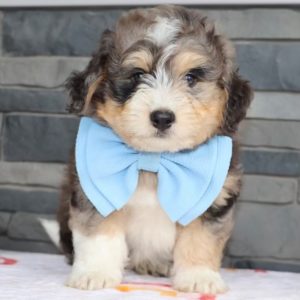 F1 Mini Bernedoodle Puppy for Sale