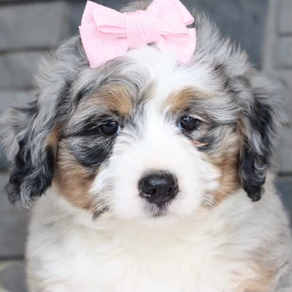 F1 Mini Bernedoodle Puppy for Sale