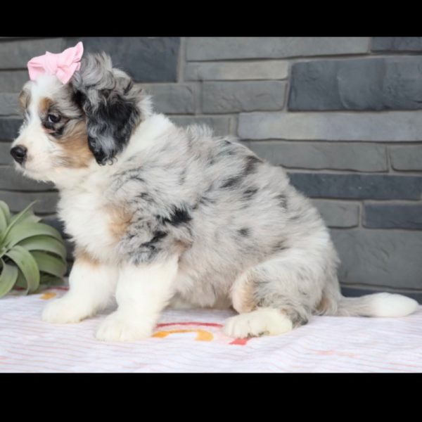 F1 Mini Bernedoodle Puppy for Sale