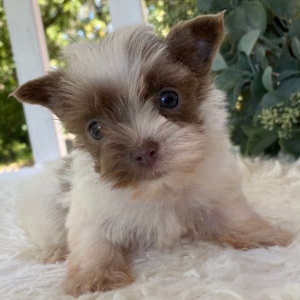 Yorkshire Terrier Puppy for Sale