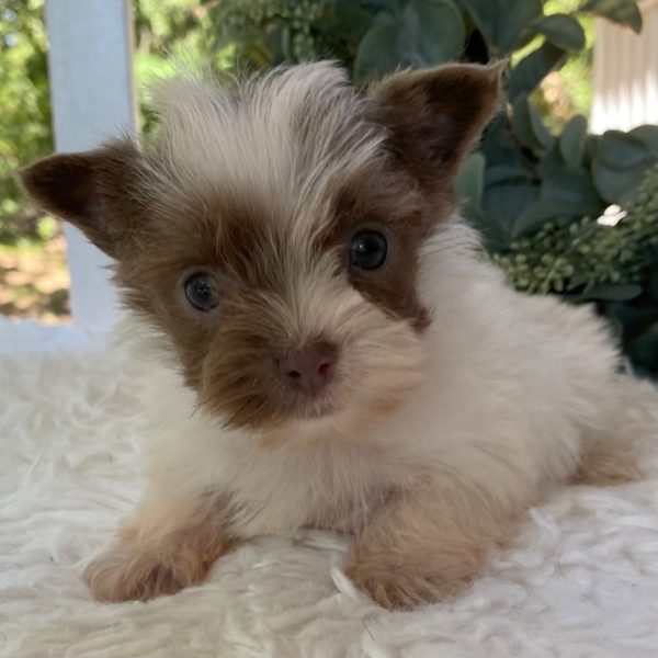 Yorkshire Terrier Puppy for Sale