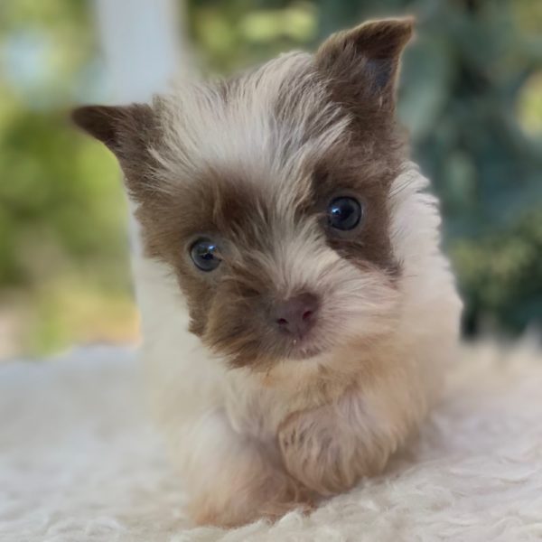 Yorkshire Terrier Puppy for Sale