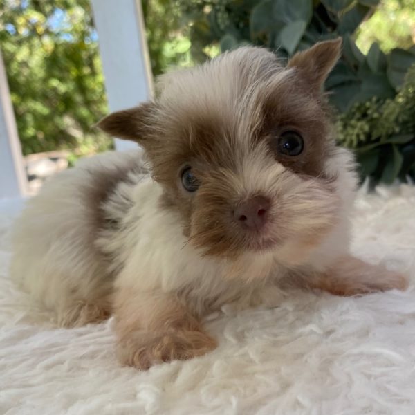 Yorkshire Terrier Puppy for Sale