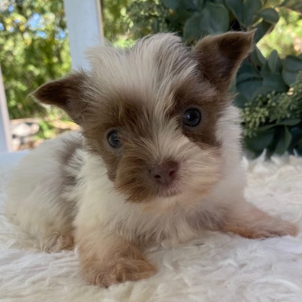 Yorkshire Terrier Puppy for Sale