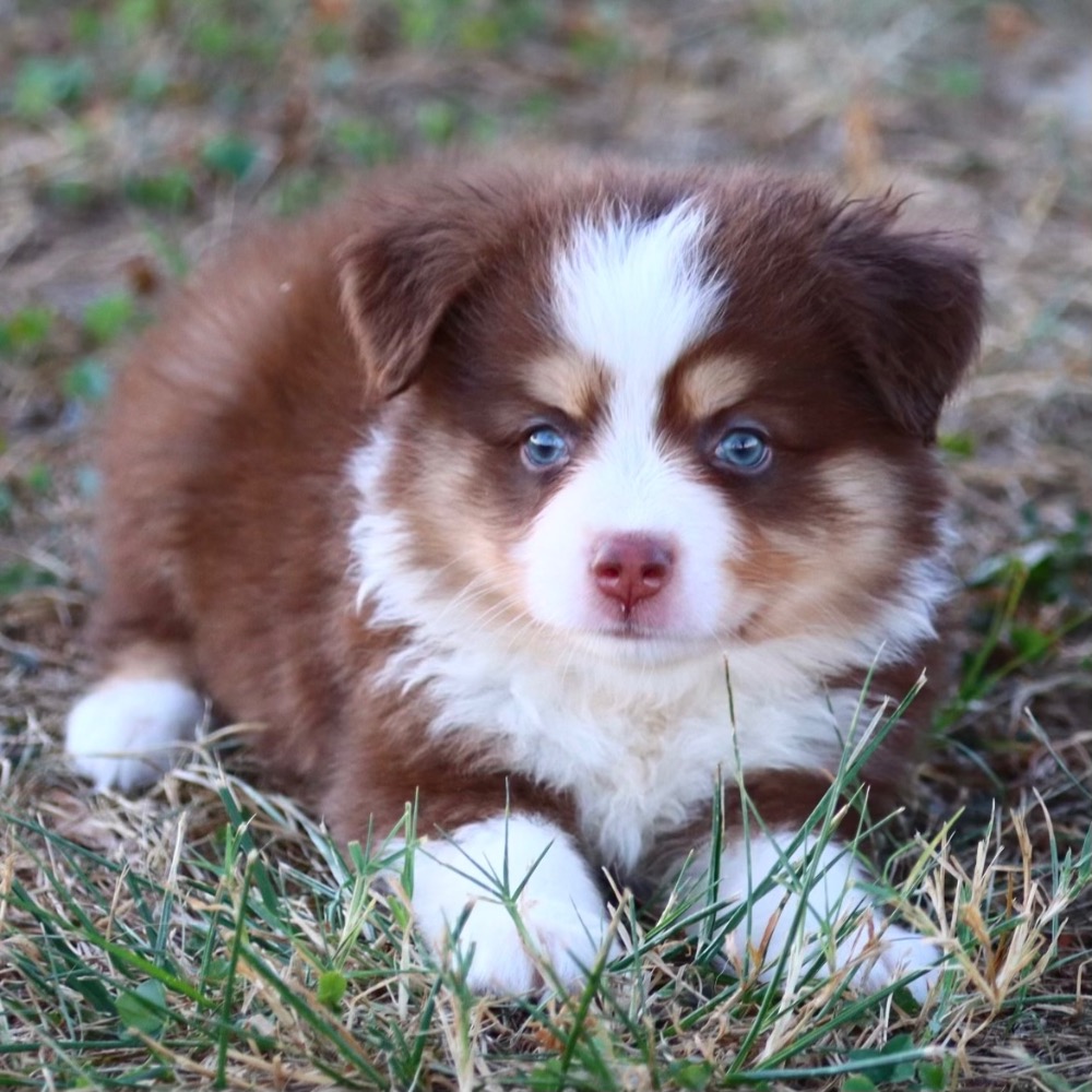 Central Park Puppies Puppies For Sale