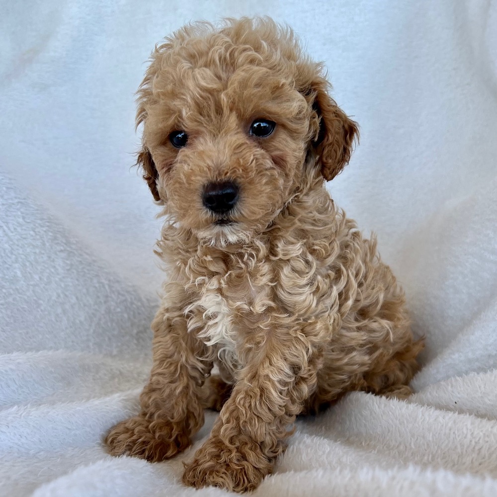 Central Park Puppies – Puppies for Sale