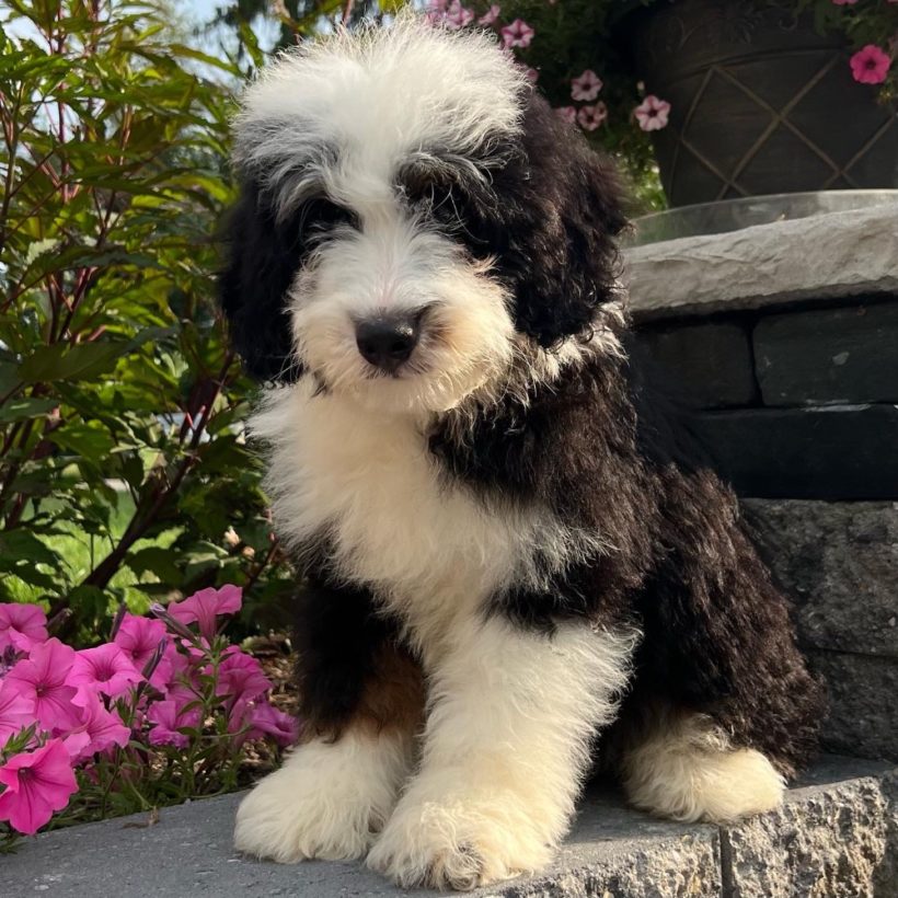 Central Park Puppies – Puppies for Sale