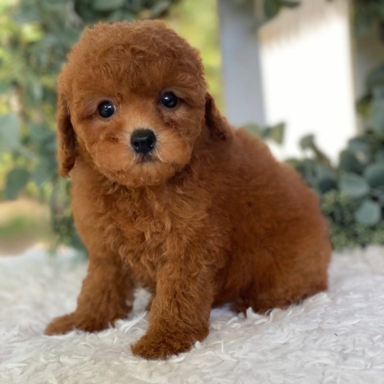 Central Park Puppies – Puppies for Sale