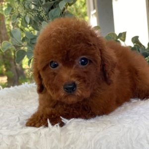 F1b Cockapoo Puppy for Sale
