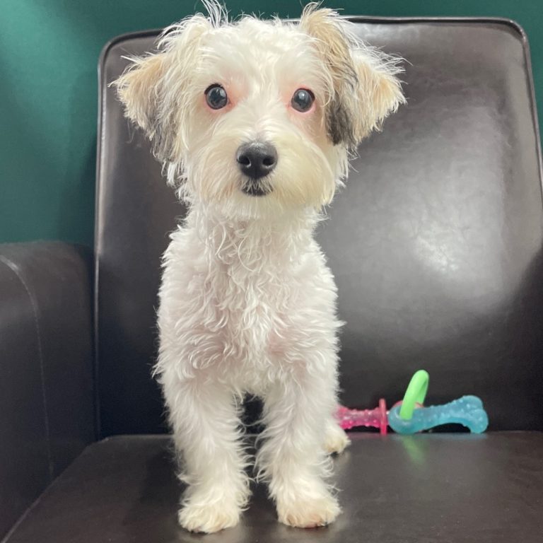 Central Park Puppies Puppies for Sale