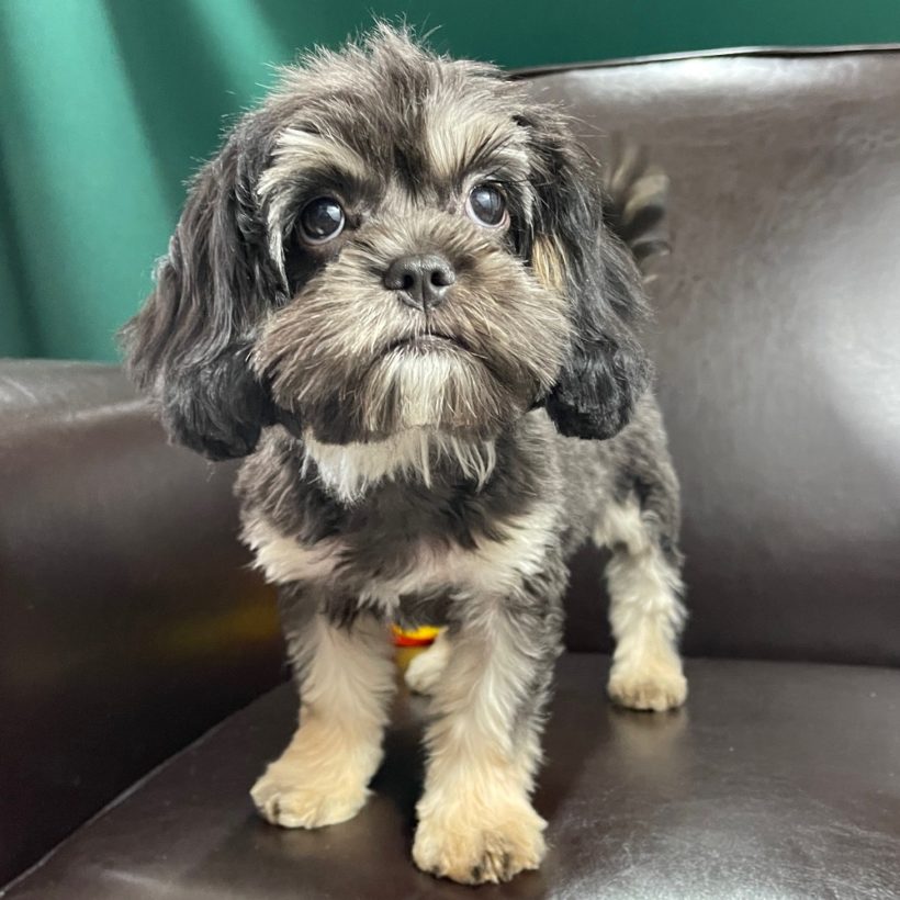 Puppies for Sale Online Central Park Puppies Puppy For Sale Page 3