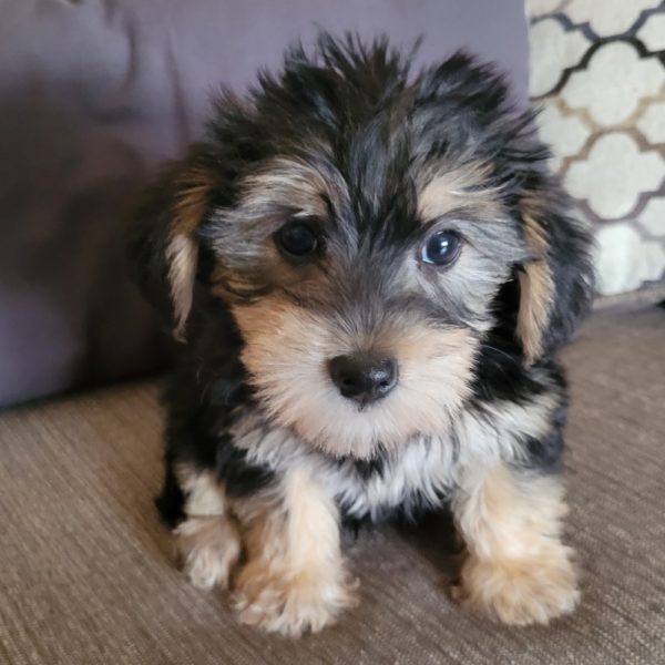 Yorkieton Puppy for Sale