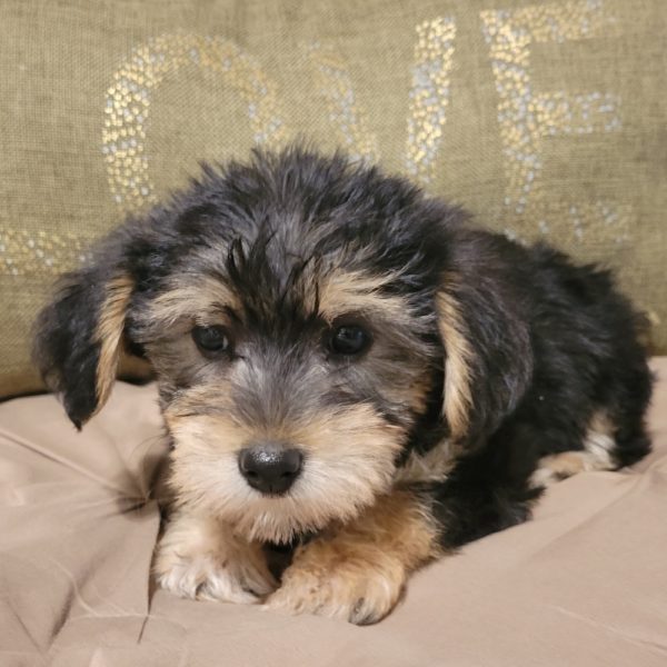 Yorkieton Puppy for Sale
