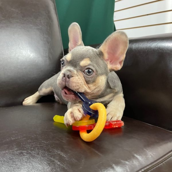 French Bulldog Puppy for Sale