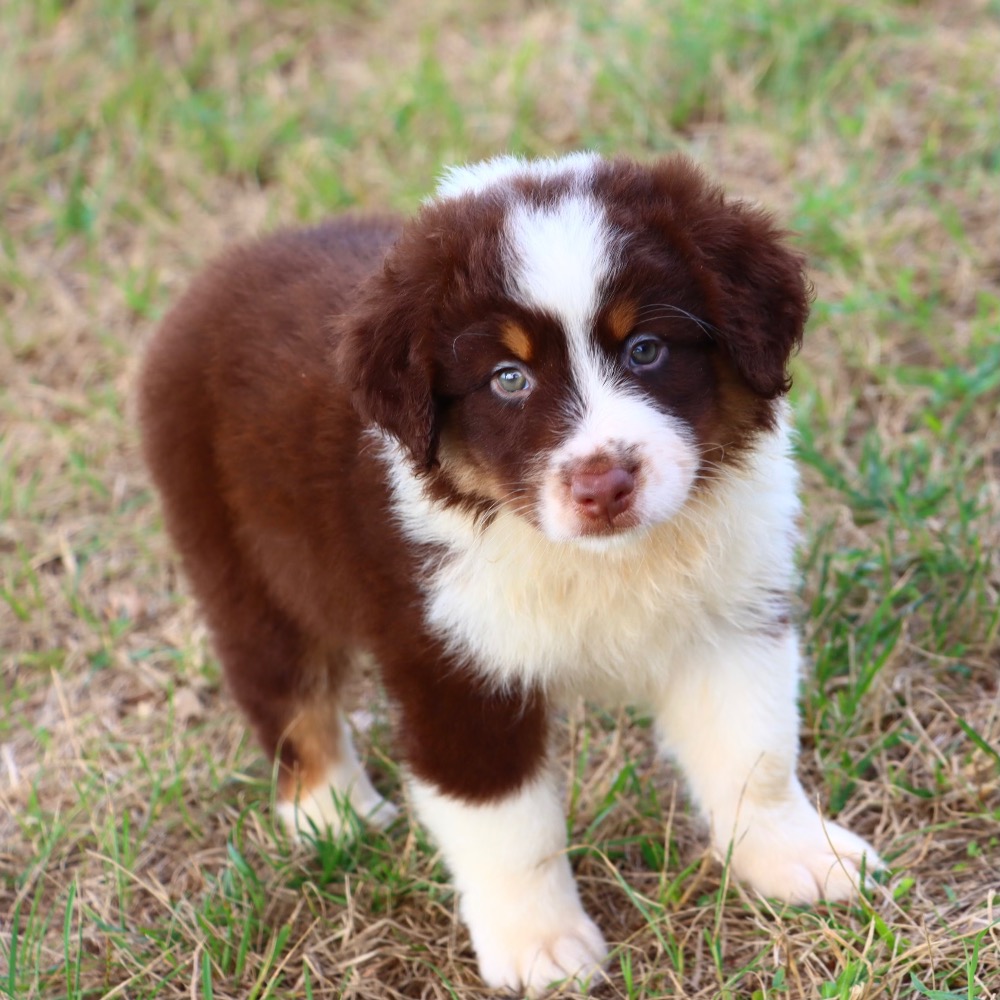 Puppies for Sale Online | Central Park Puppies | Puppy For Sale