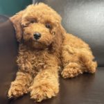 Puppies for Sale Online | Central Park Puppies | Puppy For Sale