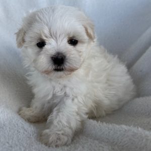 Maltese Puppy for Sale