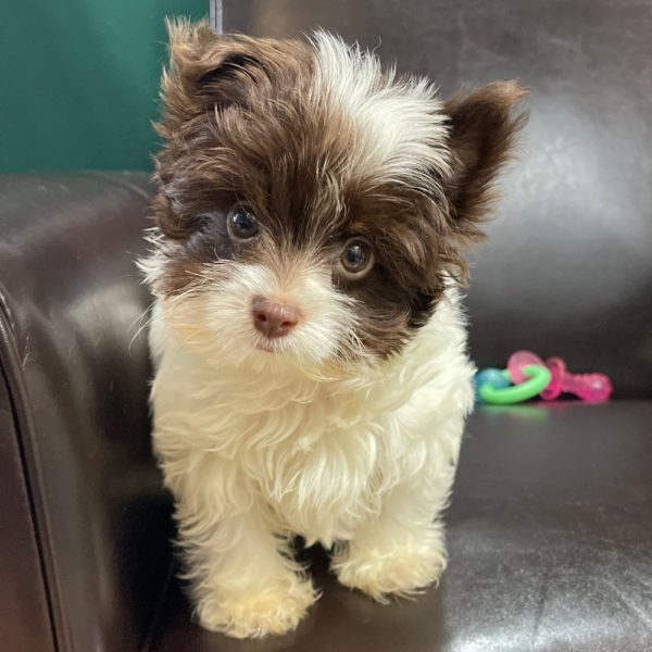 Yorkshire Terrier Puppy for Sale