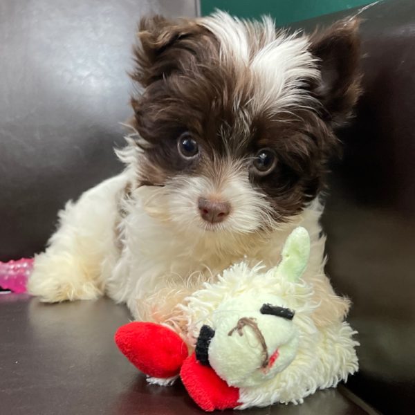 Yorkshire Terrier Puppy for Sale