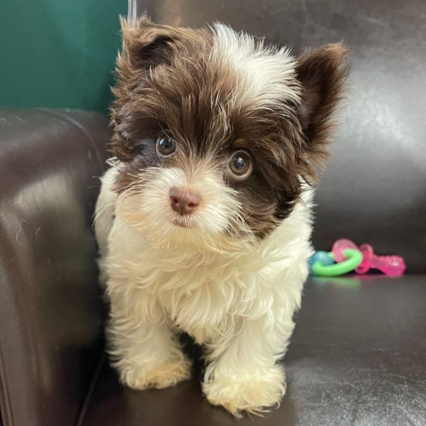 Yorkshire Terrier Puppy for Sale