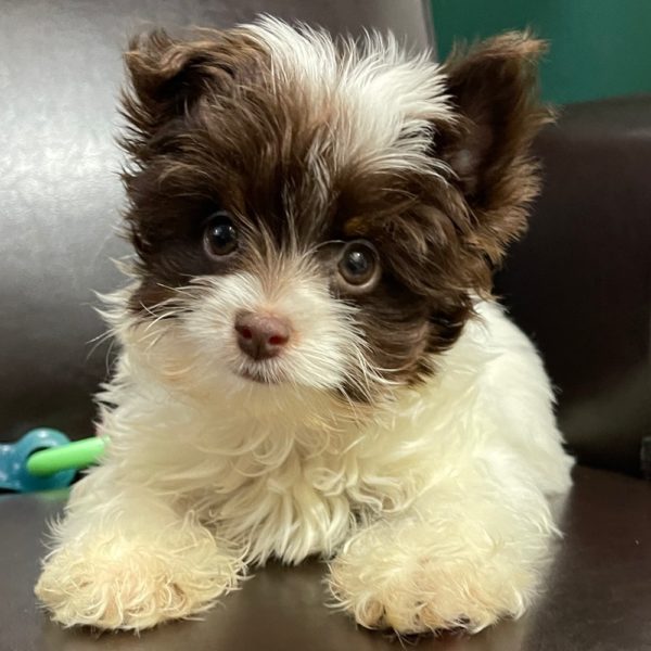 Yorkshire Terrier Puppy for Sale