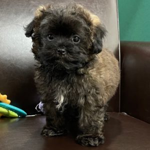 Malshipoo Puppy for Sale