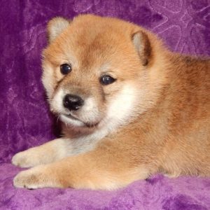 Shiba Inu Puppy for Sale